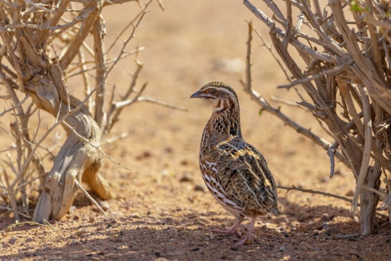 تعرف على تنظيم الصيد في السعودية ودور المركز الوطني للحياة الفطرية