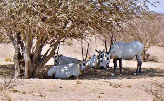 المحميات الطبيعية في السعودية: حماية الحياة الفطرية والتنوع البيئي