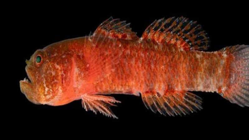 سمكة القزم الغاضب: قصة اكتشاف يعيد تعريف التنوع البيولوجي