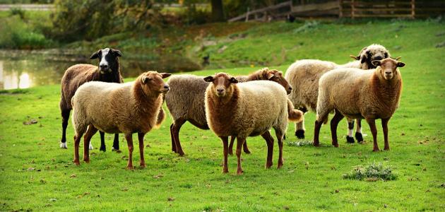 من دلالات الأجداد إلى رؤى الواقع: تفسير رؤية الغنم في المنام