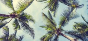 رعاية النخيل الاحترافية: لضمان محصول وفير وجودة عالية