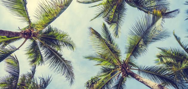 رعاية النخيل الاحترافية: لضمان محصول وفير وجودة عالية