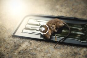 التزام الجودة: كيف نحقق ضمان رضا العملاء في كل خدمة