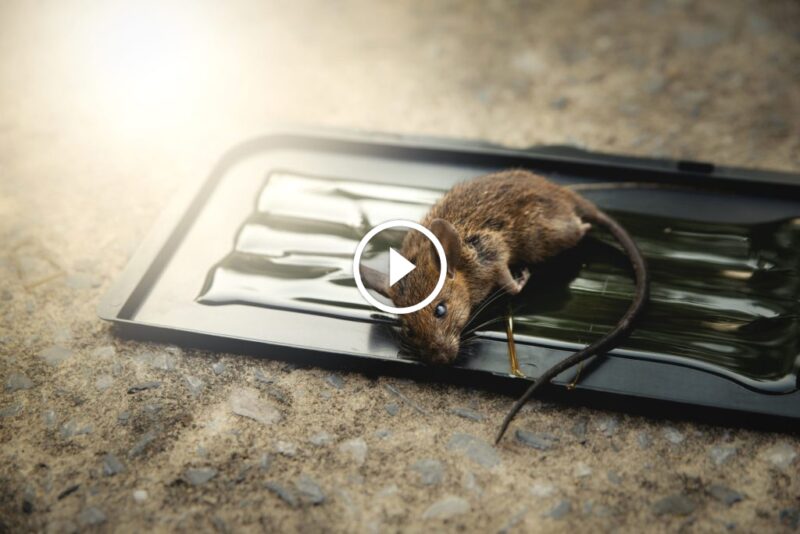 التزام الجودة: كيف نحقق ضمان رضا العملاء في كل خدمة