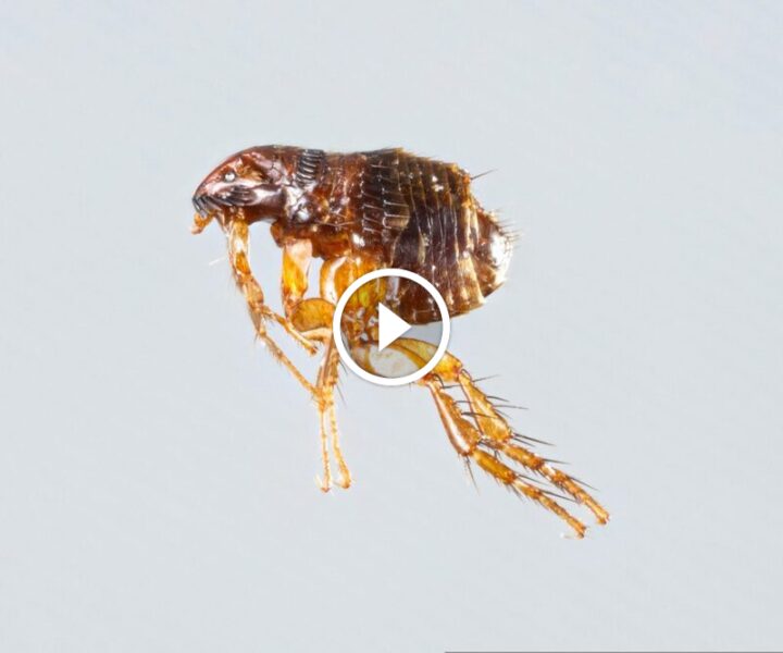 دليل شامل لمكافحة حشرة البرغوث والوقاية من انتشارها