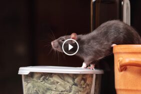 الدليل الكامل لـ التخلص من الفئران: من الأسباب للحلول النهائية