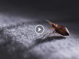 مكافحة بق الفراش: حماية عائلتك ومنزلك من هذه الآفة المزعجة