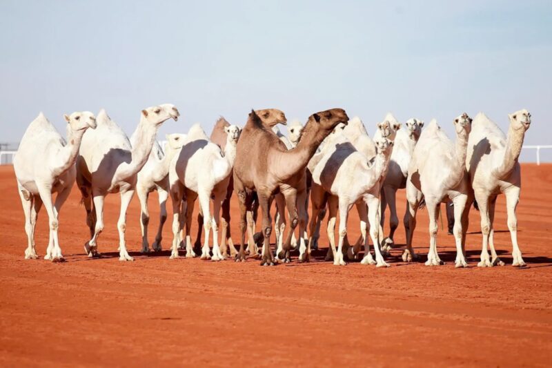 أسواق ومزادات تجارة الإبل في السعودية: نافذة على التراث الحي