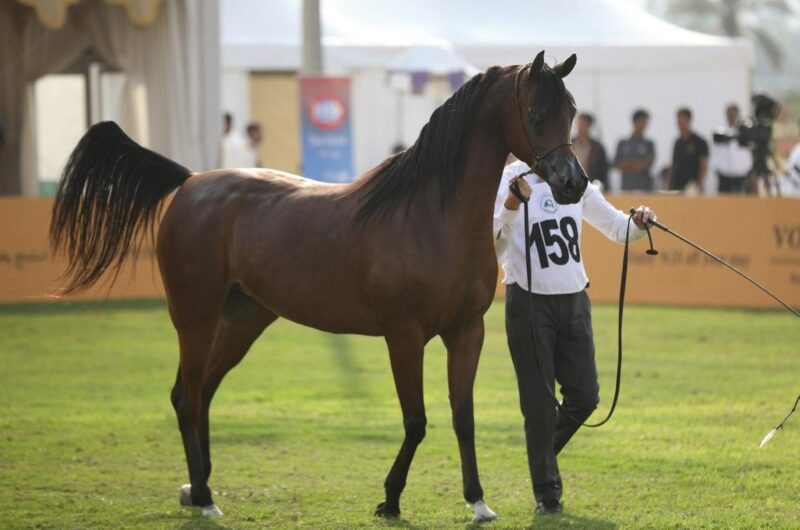 مستقبل الخيل العربية الأصيلة برعاية مركز الملك عبدالعزيز للخيل