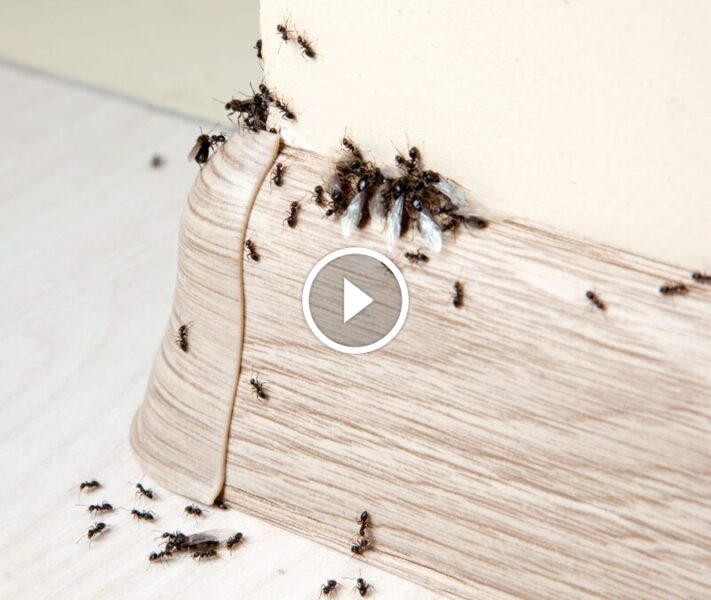 الوقاية والعلاج: كل ما تحتاج معرفته عن مكافحة النمل بفاعلية