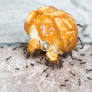 مكافحة النمل: استراتيجيات ذكية لمنزل نظيف وآمن من الحشرات