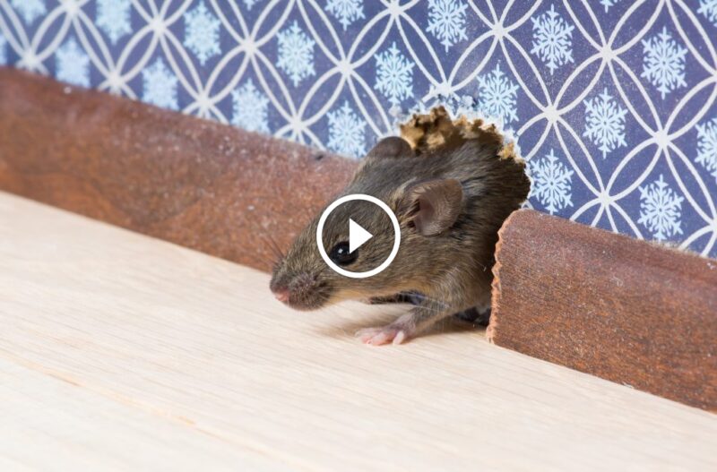 حلول مبتكرة لمشكلة الفئران في البيت: وداعًا للقوارض المزعجة