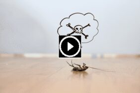 معيار الثقة الجديد: ضمان استرداد الأموال في مكافحة الآفات