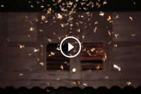 كشف تأثير الأمطار على النمل الأبيض: نصائح الخبراء للمكافحة الفعالة