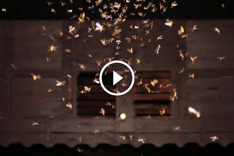 كشف تأثير الأمطار على النمل الأبيض: نصائح الخبراء للمكافحة الفعالة