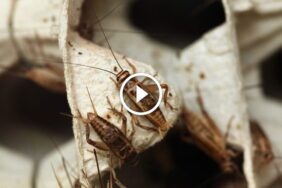 هل صرصور الليل سام - بوابة السعودية