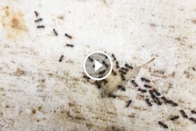 وداعاً للنمل: دليل الخبراء لـ التخلص من النمل نهائياً