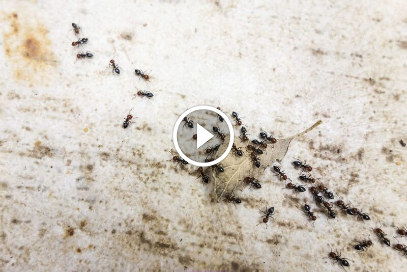 وداعاً للنمل: دليل الخبراء لـ التخلص من النمل نهائياً