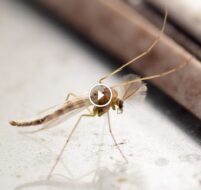 استراتيجيات فعالة للتصدي لمخاطر الهاموش وحماية عائلتك