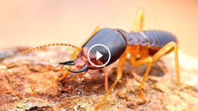 مكافحة النمل الأبيض: فهم العدو وتأمين بيئة منزلك