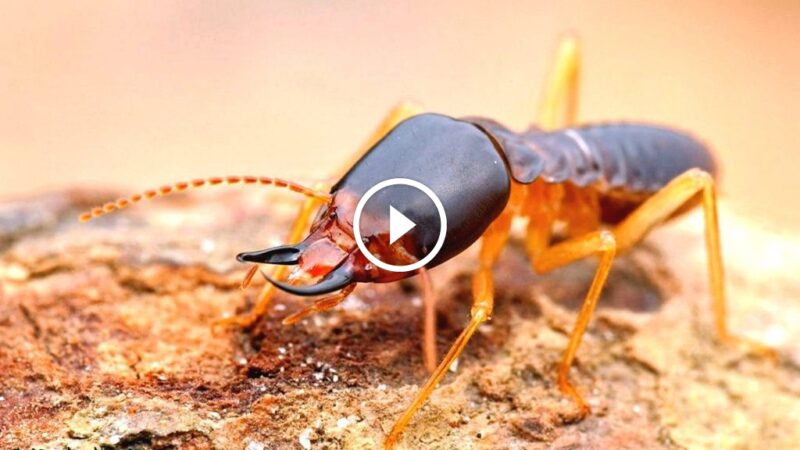 مكافحة النمل الأبيض: فهم العدو وتأمين بيئة منزلك