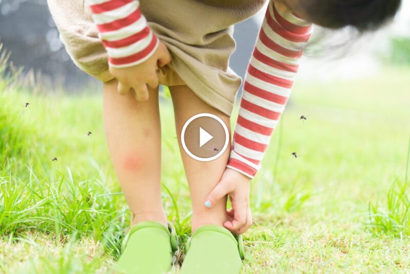 دليل خبراء: التخلص من البعوض بفاعلية في السعودية والمنزل