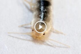 لدغة حشرة السمك الفضى - بوابة السعودية