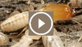 كل ما تحتاج معرفته عن النمل الأبيض الجوفي والوقاية منه