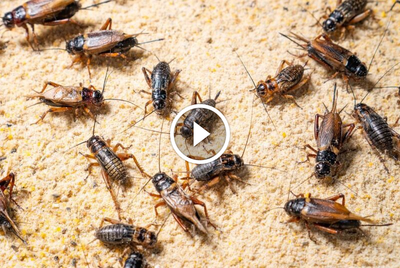 كل ما تحتاج معرفته عن مكافحة صرصور الليل بأساليب آمنة