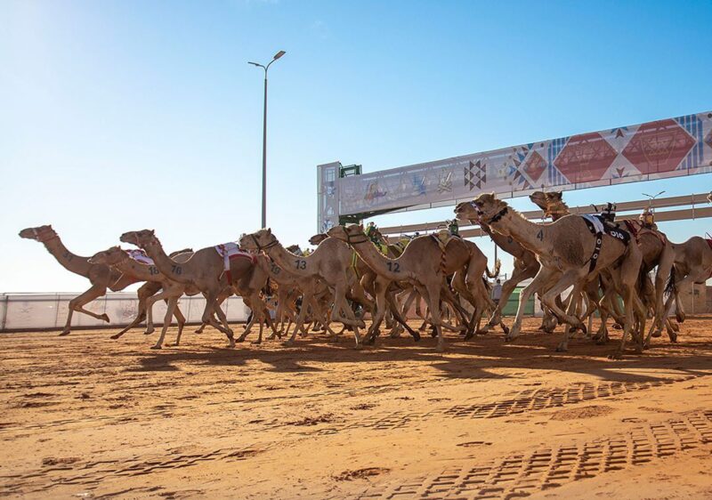 مهرجان الملك عبدالعزيز للإبل 2024: وجهة العشاق ومحبي التراث