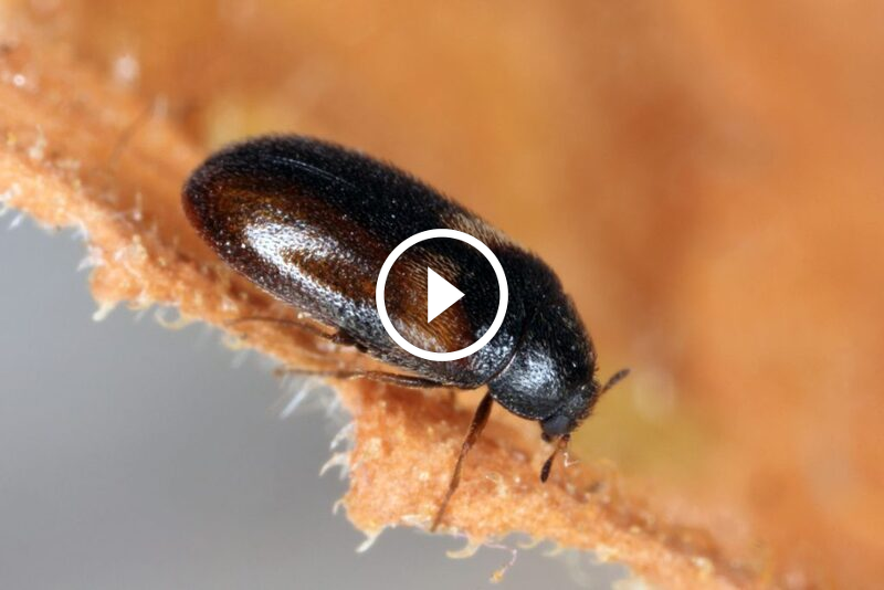 احمِ منزلك: حلول عملية ومبتكرة لمكافحة الخنافس السوداء