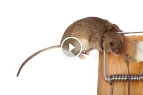 الالتزام بالفعالية: ضمان رضا العملاء في مكافحة الآفات