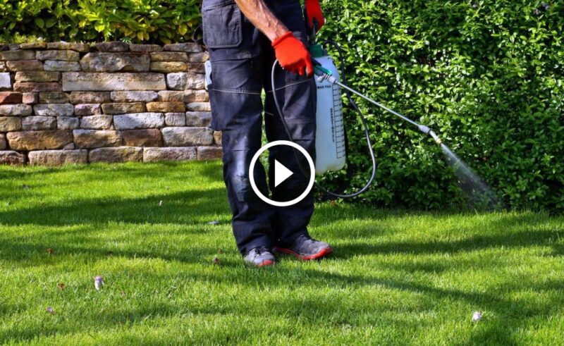 وداعًا للآفات: دليلك الكامل لـ مكافحة حشرات الحدائق بنجاح