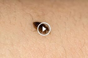 مكافحة البق بالشمس: نصائح عملية لاستغلال قوة الحرارة