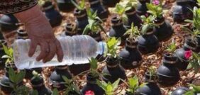 زراعة الورود: استكشف تاريخ الجمال والعناية بها