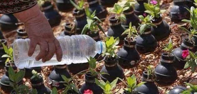 زراعة الورود: استكشف تاريخ الجمال والعناية بها