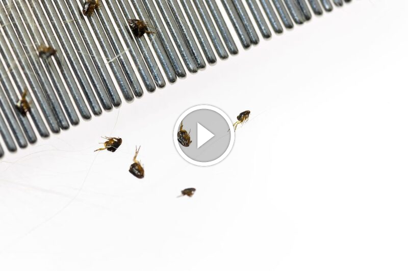 مكافحة الآفات بضمان: راحتك هي أولويتنا القصوى