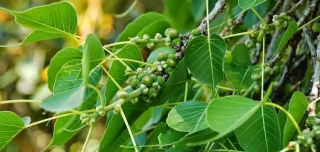 كل ما تود معرفته عن نبتة لسان الطير: مرجعك الشامل