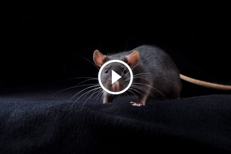الفئران والظلام: تحليلات عميقة لسلوك هذه الكائنات الليلية