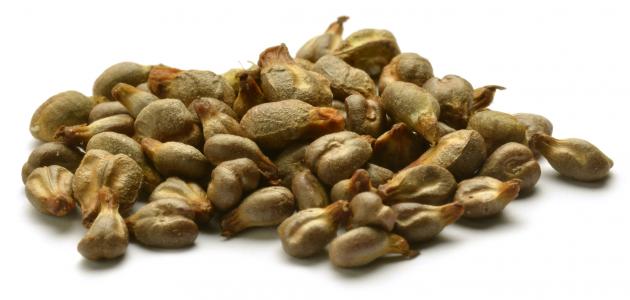 تأسيس كرم العنب: اختيار الشتلات وإعداد العريشة