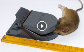 مكافحة الفئران المنزلية: حلول طبيعية ومبتكرة لبيت خالٍ من القوارض