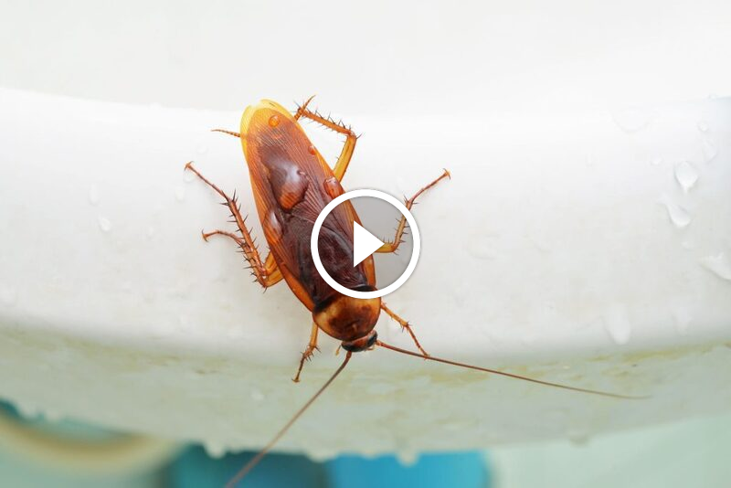 الحل الجذري: خطة متكاملة للقضاء على الصراصير الكبيرة