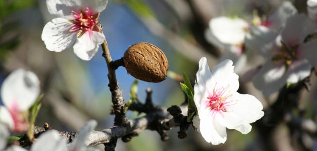 زراعة اللوز في منزلك: نصائح عملية للمبتدئين والخبراء
