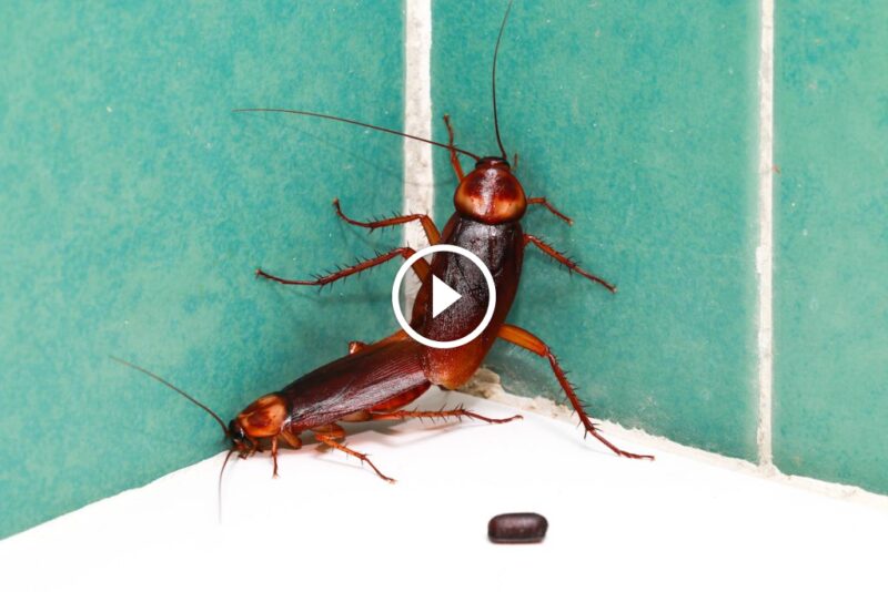 مستقبل بلا صراصير: استراتيجيات حديثة للقضاء على بيض الصراصير