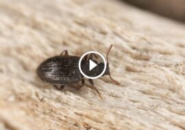 خبرة المحترفين في مكافحة السوس الأسود لحماية حديقتك