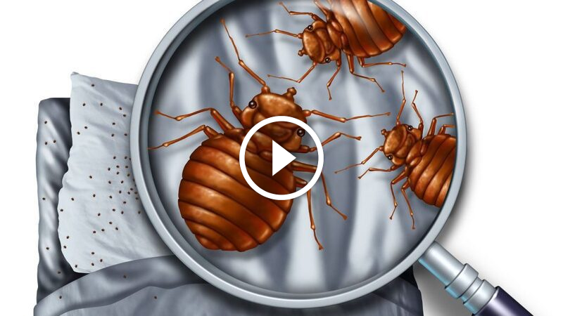أسرار الريحان في القضاء على البق: مكافحة بيئية لبق الفراش