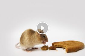 تغذية الفئران: حقائق صادمة حول ما تأكله وتدمره