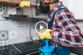 منزلك آمن: كل ما تحتاج معرفته عن مكافحة الصراصير في البيت