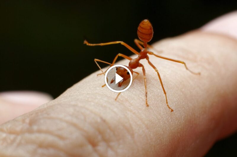 هل النمل يقرص؟ - أوركيدا لمكافحة الحشرات