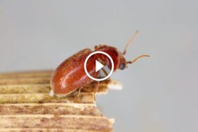 حلول سريعة ومضمونة لـ مكافحة السوس في المنازل: وداعاً للإزعاج